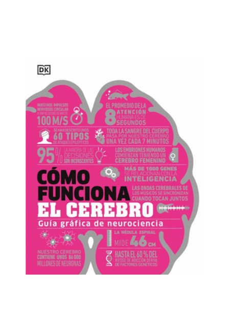 Como funciona el cerebro